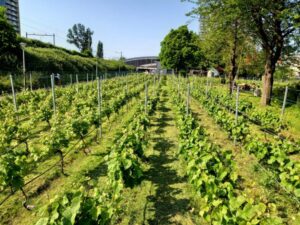 Picture showing vines growing at the vineyard.
